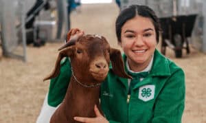 Boer Goat Show