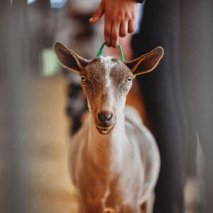Dairy Goat Show