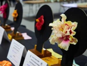 Hibiscus Show