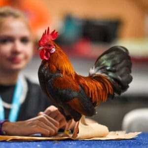 Poultry Show