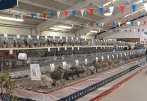 Rabbit and Poultry Barn