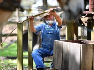 Sugar Cane Grinding & Syrup Cooking