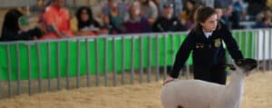 Youth Sheep Show