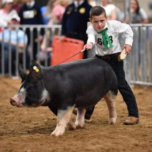 Youth Swine Show