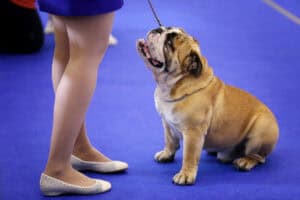 Bulldog looking at owner at dog show.
