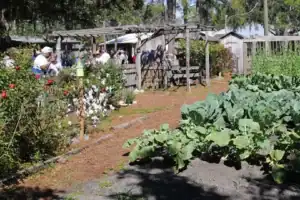 Kitchen Garden