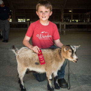 Pygmy Goat Show