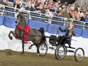 Horse and driver competing in equestrian event.