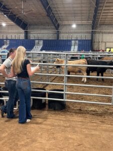 Young people observing calves at fairgrounds.
